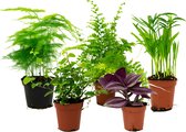 Random Terrarium Mix  5x  Ø 6-9cm  Starter plantenset voor terrariums