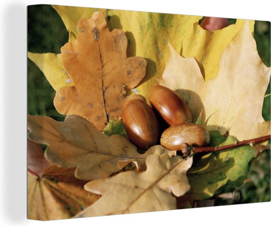 Canvas schilderij 150x100 cm - Wanddecoratie Eikels in de herfst zon - Muurdecoratie woonkamer - Slaapkamer decoratie - Kamer accessoires - Schilderijen