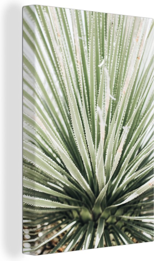 Canvas Schilderij Planten - Vetplant - Agave - 80x120 cm - Wanddecoratie