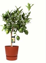 FloriaFor - Citrus Green Lime In ELHO Outdoor Sierpot Greenville Rond (brique) - - ↨ 85cm - ⌀ 25cm