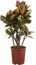 FloriaFor - Duo Philodendron Imperial Green Feel Green - - ↨ 45cm - ⌀ 14cm