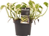 Scindapsus N'joy - Hoogte: ↑ 15 cm -