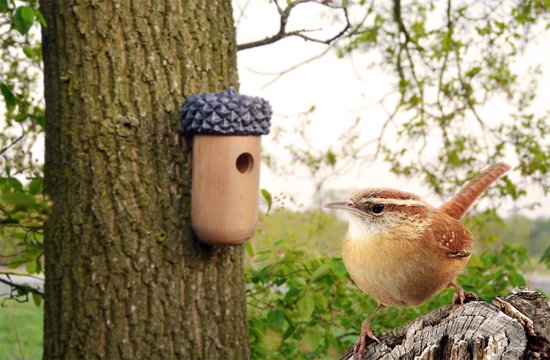Een winterkoning zit voor een vogelhuisje in de vorm van een eikel, dat aan een boom is bevestigd.