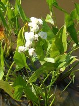 Japans dubbelbloemig Pijlkruid (Sagittaria japonica 'Flore Pleno') - Vijverplant - 3 losse planten - Om zelf op te potten - Vijverplanten Webshop