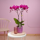 Optistar Joyride orchidee paars in Molise lilac pot | Ø 12 cm | ↕ 55-65 cm