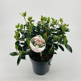 Fruitgewas van Botanicly – Sneeuwbal – Hoogte: 30 cm – Viburnum Tinus Bush