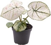 Kamerplant van Botanicly – Caladium Kelly – Hoogte: 10 cm