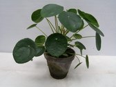Kamerplant van Botanicly – Pannenkoekenplant – Hoogte: 25 cm – Pilea Peperomioides