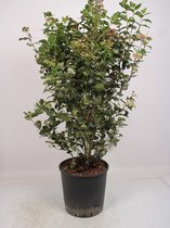 Fruitgewas van Botanicly – Sneeuwbal – Hoogte: 130 cm – Viburnum Tinus Bush