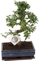 Bonsai van Botanicly – Carmona Bonsai – Hoogte: 30 cm