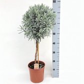 Kamerplanten van Botanicly – 3 × Planten Mix – Hoogte: 70 cm – Mix