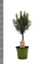 Kruid van Botanicly – Rozemarijn – Hoogte: 40 cm – Rosmarinus off.