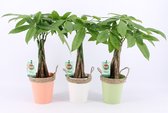 Kamerplanten van Botanicly – 3 × Geldboom – Hoogte: 45 cm – Pachira aquatica