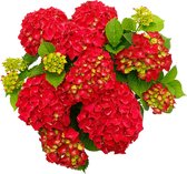 Hortensia „Forever & Ever“ - Hydrangea macrophylla - Rode hortensia - Winterharde tuinplant ↑25-40m - Pot- Ø 16cm
