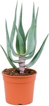 Kamerplant van Botanicly – Aloe Comosa – Hoogte: 50 cm