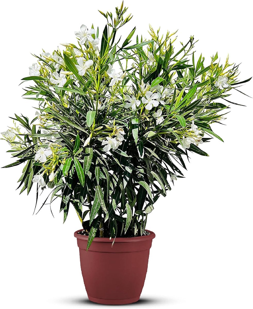SnelShoppen - Nerium Oleander, winterharde, groenblijvende plant 80-100 cm hoog, witte bloemen, hitte- en droogteresistent voor tuin, terras en balkon