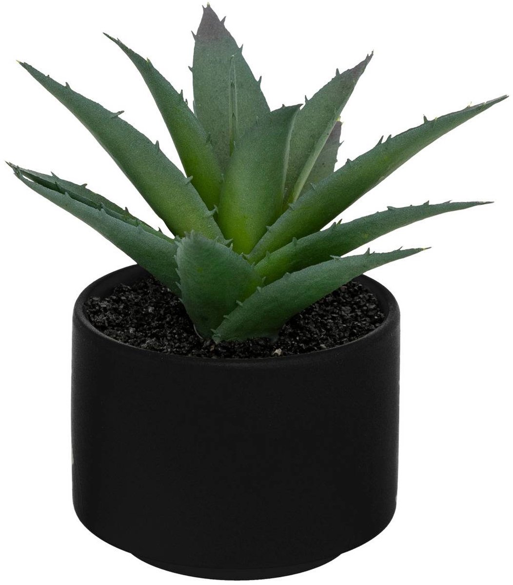 Vetplant in pot ANDA