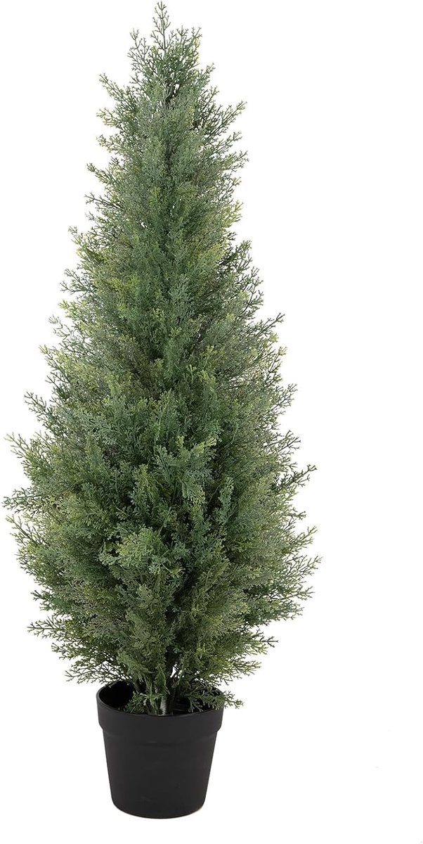 Ceder Boom in Pot (1, 3ft)