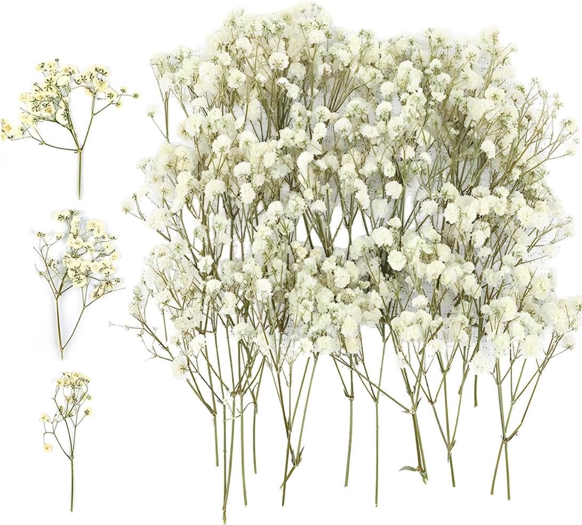 50 stuks gedroogde bloemen, natuurlijke mini-droogbloemen, mini-gypsophila voor botanische exemplaren, fotolijsten - ShopVlot