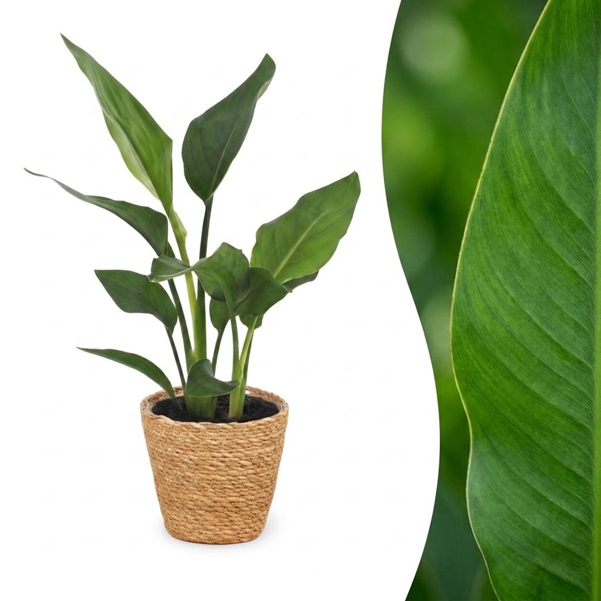 Green boutiQ - Strelitzia Reginea - Paradijsvogelbloem - 1 Plant - met Zeegras Mand - Pot 12cm - Hoogte 35cm
