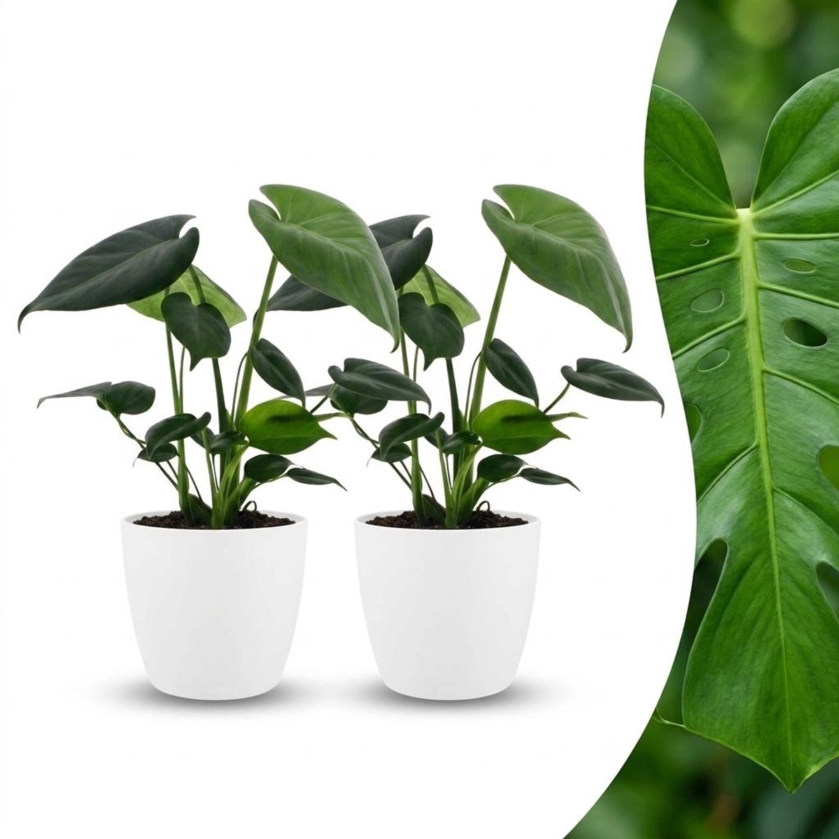Green boutiQ - Monstera Deliciosa - Gatenplant - 2 Planten - met Potter Wit - Pot 12cm - Hoogte - 30cm