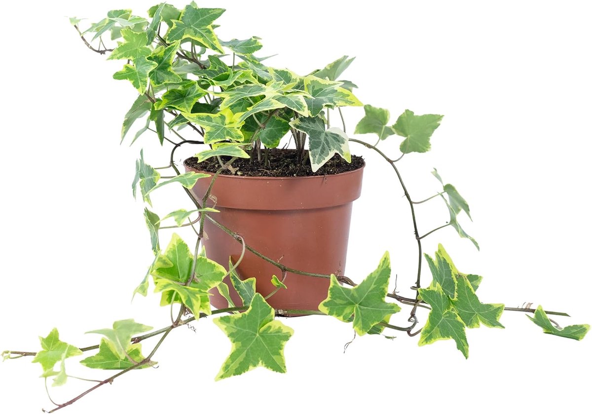 Gemeine ivy colourful - real houseplant, Hedera helix - height approx. 25 cm, pot Ø 13 cm - ShopVlot