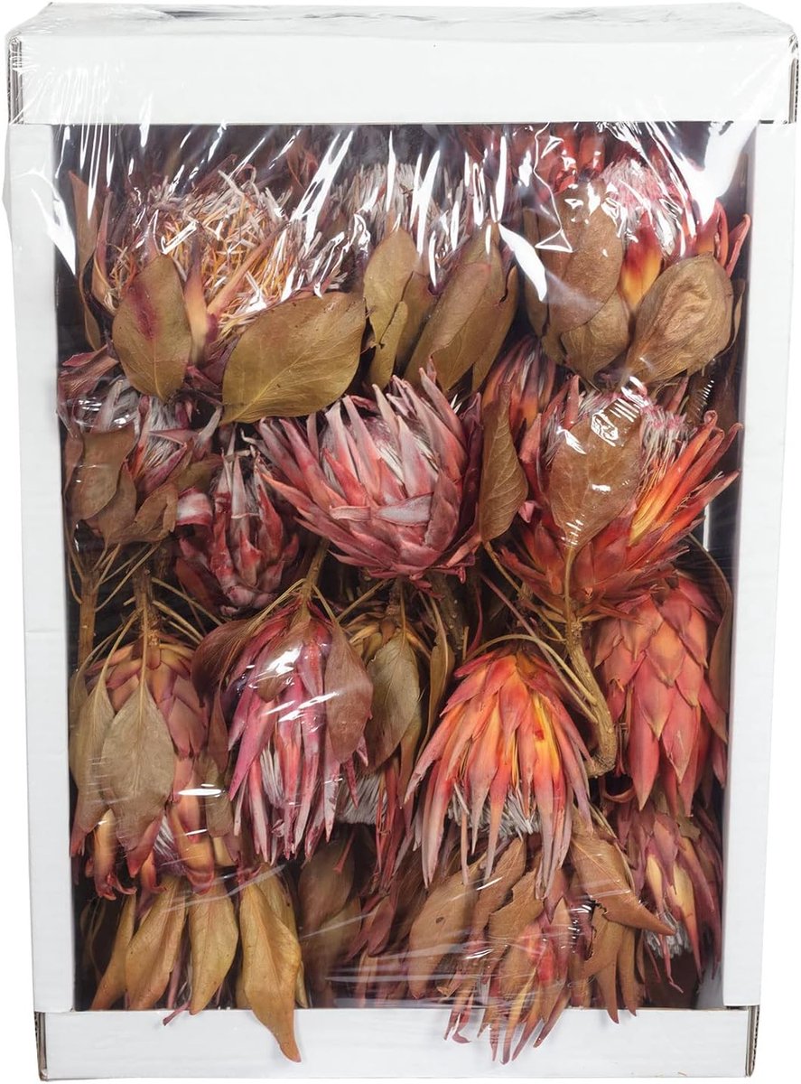King Protea Cynaroides - 30 pieces - red - ShopVlot