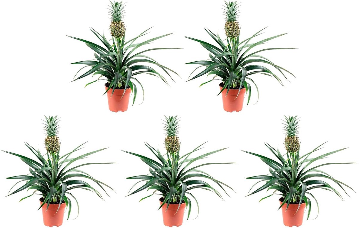 Set of 5 pineapple (with fruit) - Pineapple Corona - height approx. 45 cm, pot Ø 12 cm - ShopVlot