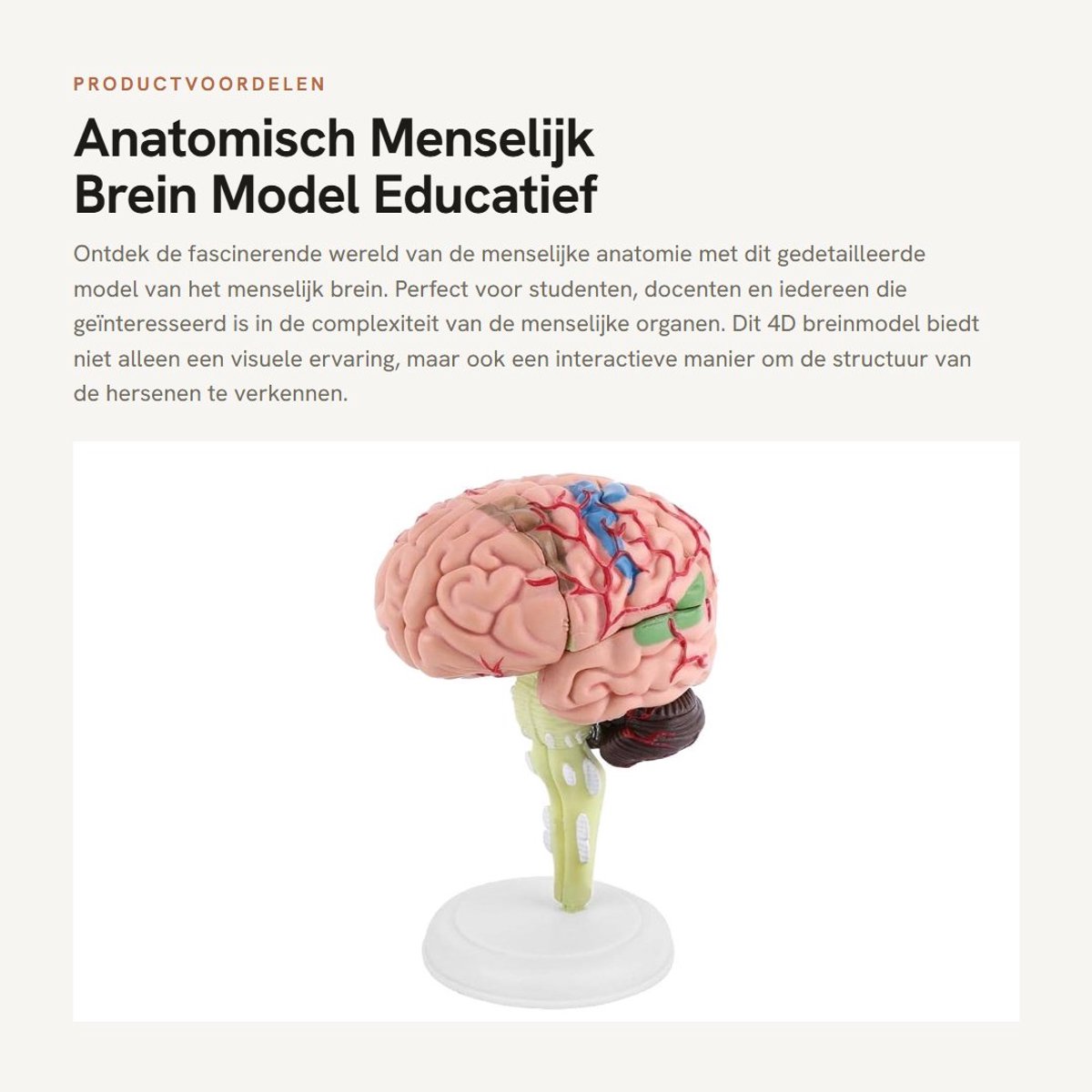 Dailygoods- Menselijk Brein Model - Anatomisch - 4D - Educatief Speelgoed - Medisch Leergereedschap - Duurzaam PVC - Gedetailleerd Model