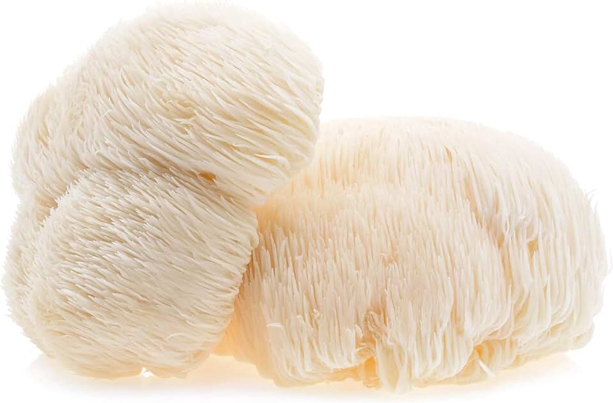 Pilzbrut - Biologisch leeuwenmanen kweken - Hericium erinaceus zelf kweken is kinderspel - Lions Mane paddenstoelenkweekset - Complete set voor thuis