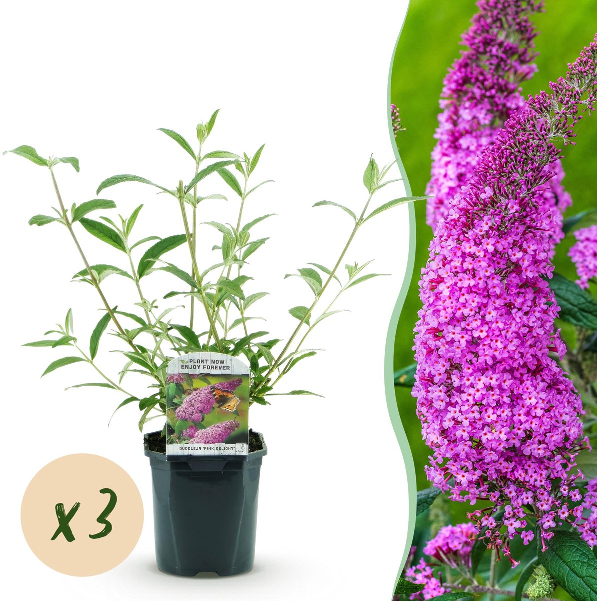 Plantenboetiek.nl | Buddleja davidii Pink Delight - Vlinderstruik - Winterhard - Roze - 3 Planten - Ø17cm - 35-45cm hoog - Tuinplant