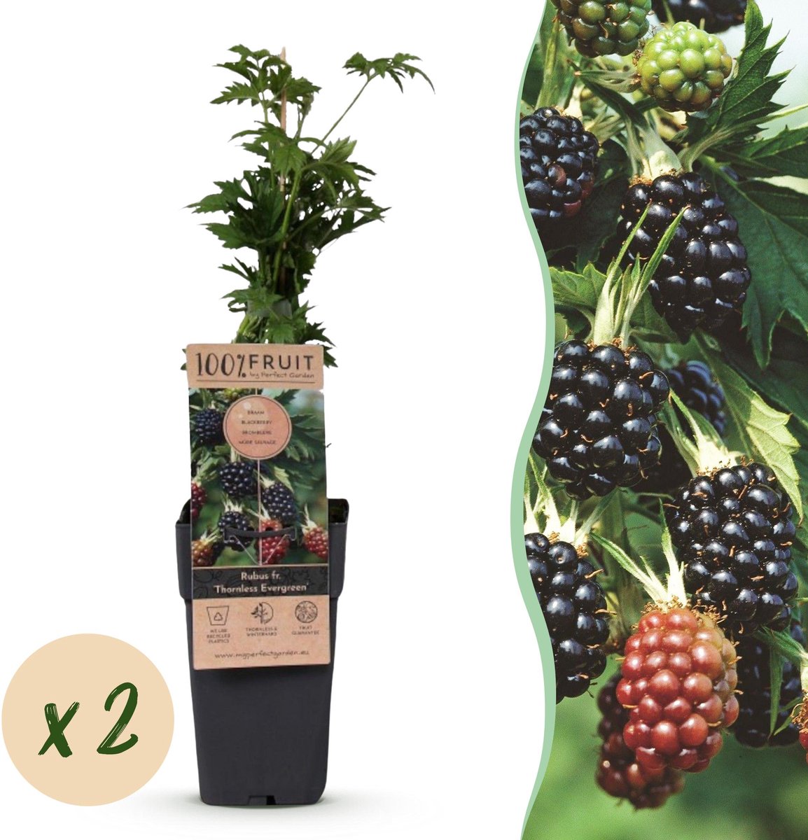 Plantenboetiek.nl | Rubus fruticosus Thornless Evergreen - Bramenplant - Doornloos - Zwarte Braam - 2 Planten - Ø15cm - 40-50cm hoog - Tuinplant