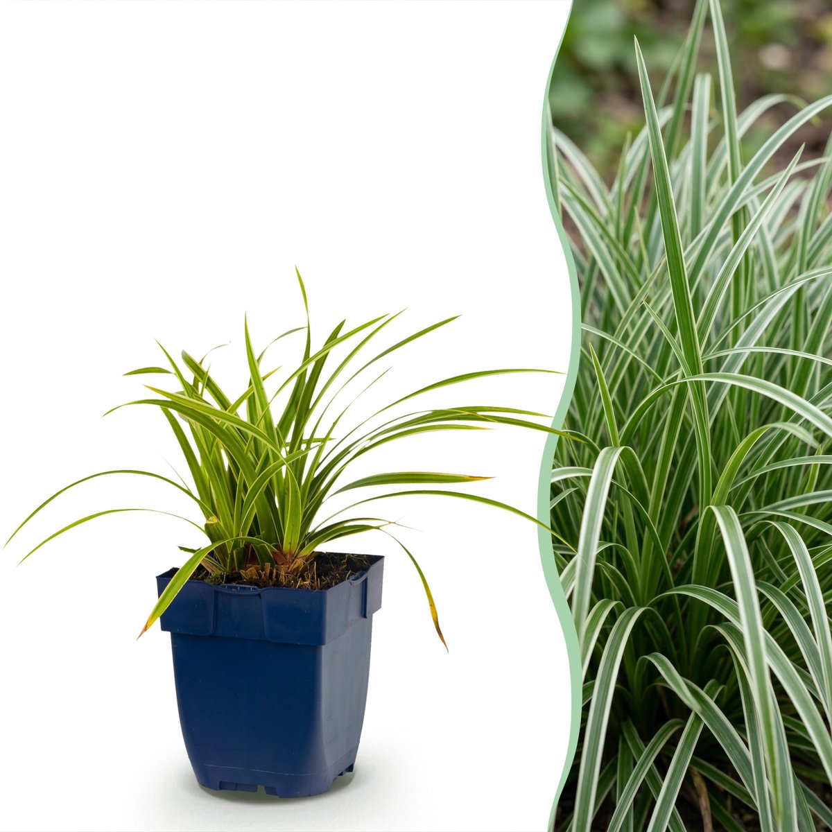 Plantenboetiek.nl | Carex morrowii Ice Dance - Japanse Zegge - Groenblijvend - Creme-Groen - 12 Planten - Ø11cm - 15-25cm hoog - Tuinplant