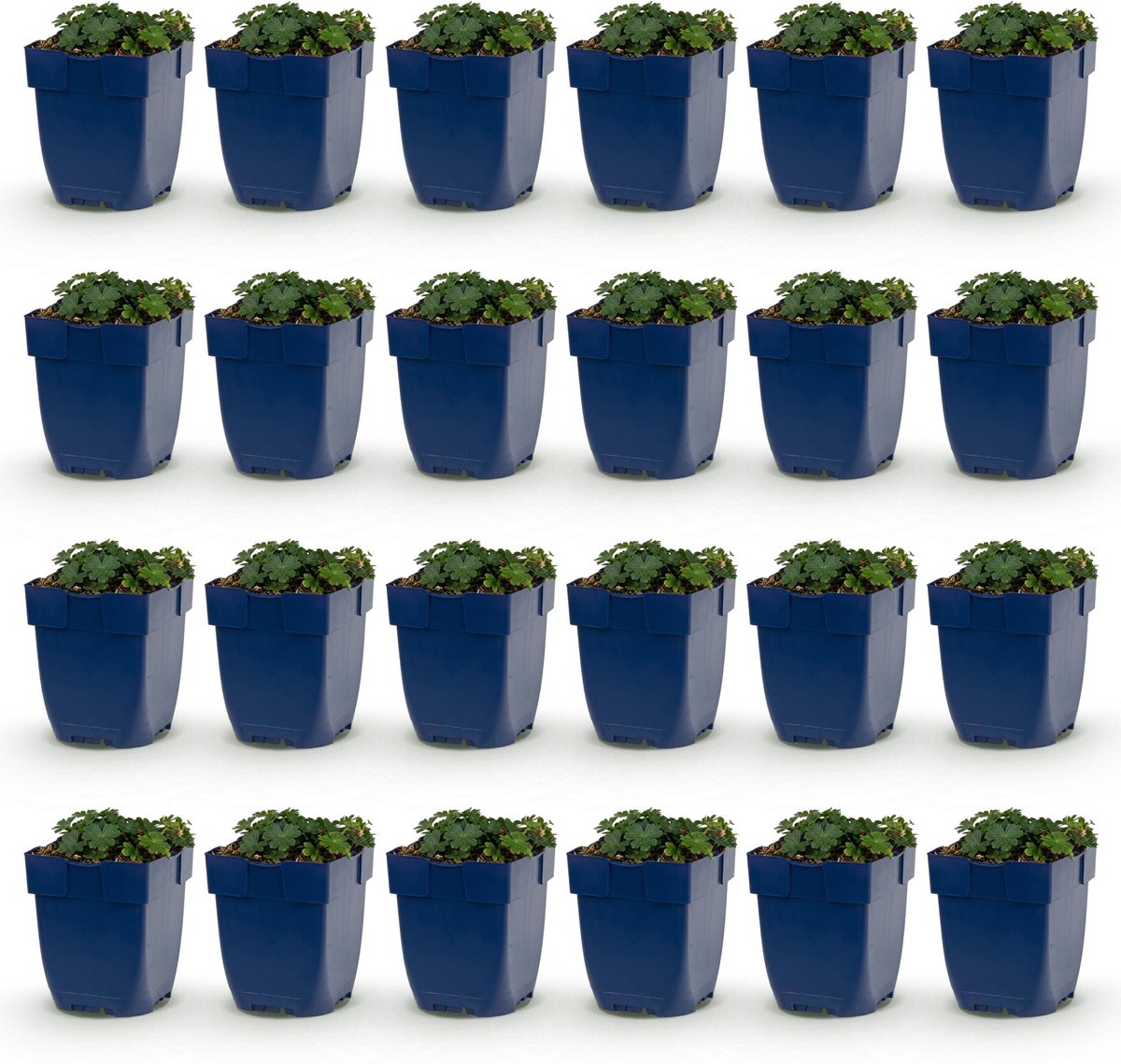 Plantenboetiek.nl | Geranium sang. Max Frei - Ooievaarsbek - Bodembedekkend - Roze - 24 Planten - Ø11cm - 15-25cm hoog - Tuinplant