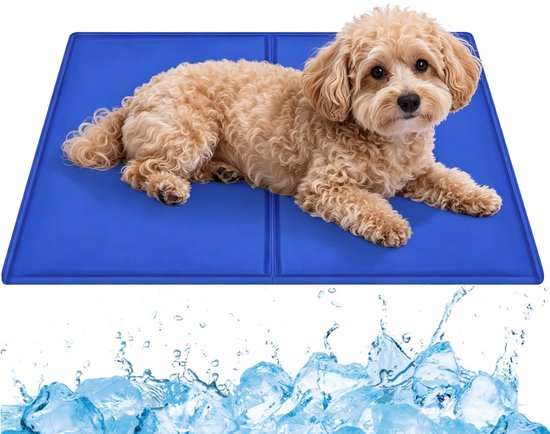 Caniche brun clair sur un tapis rafraîchissant bleu roi, avec des glaçons et de l'eau au premier plan.