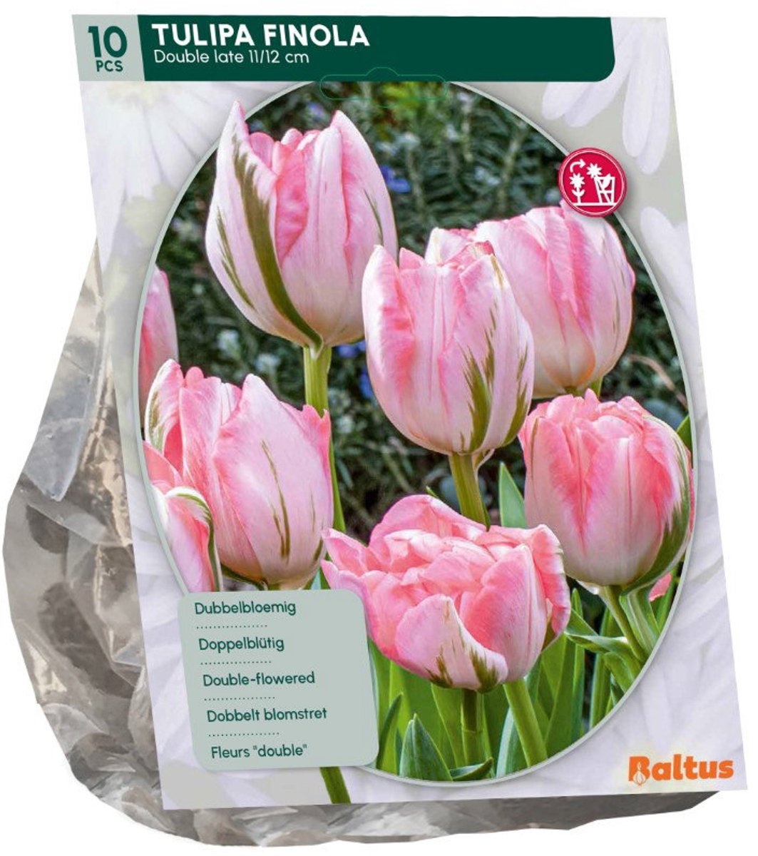 Tulipa Finola 10 stuks bloembollen II Baltus