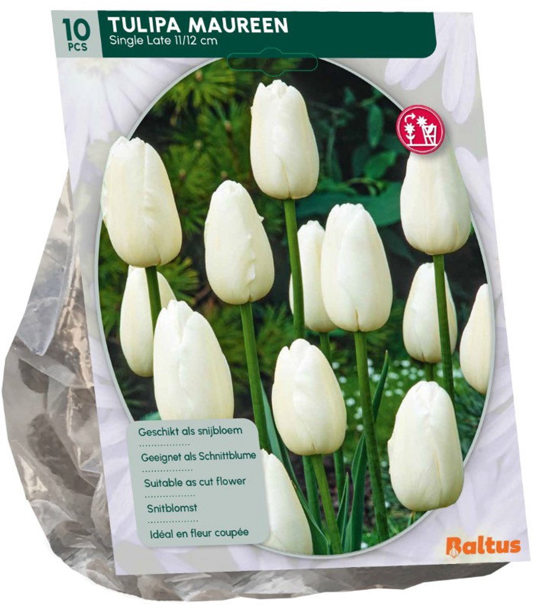 Tulipa Maureen 10 stuks bloembollen Baltus