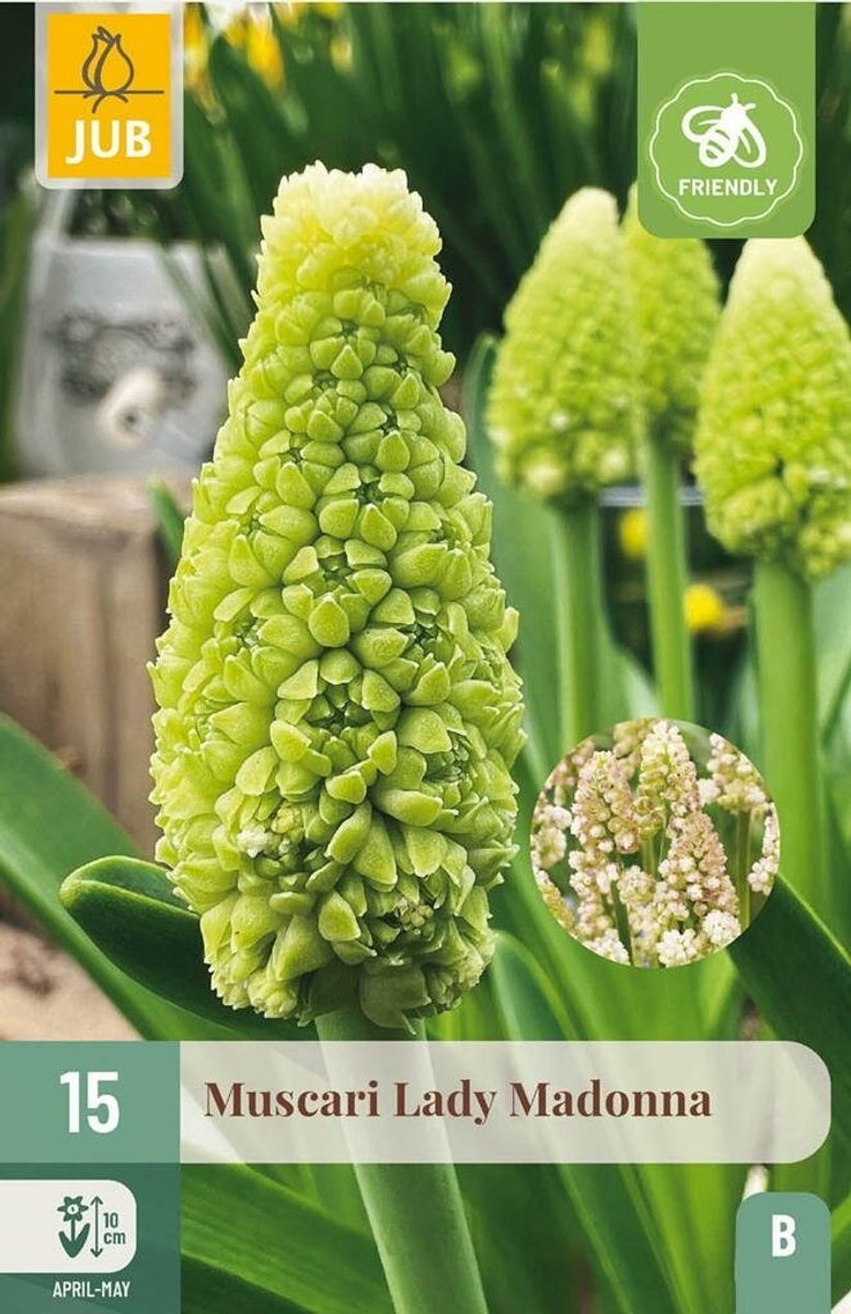 Muscari lady madonna 15st JUB