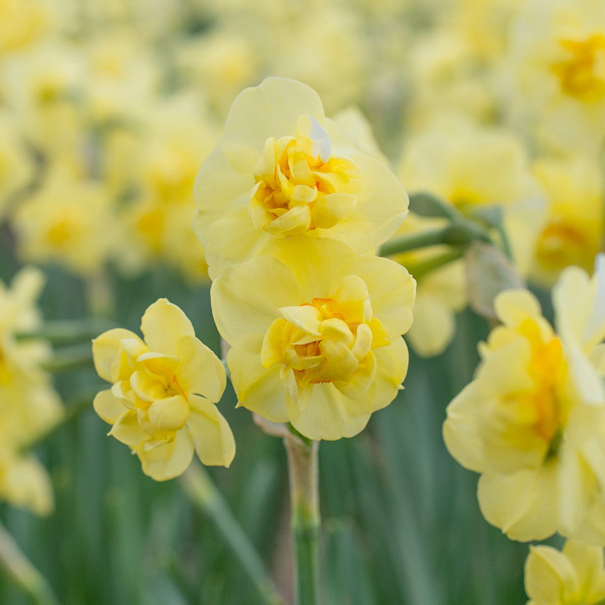 Narcis Yellow Cheerfullness | 10 stuks | Dubbel | Geel