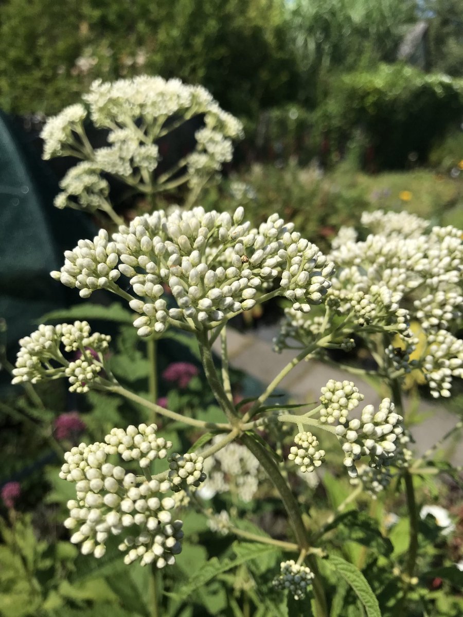6x Eupatorium maculatum 'Album' - Koninginnekruid, Leverkruid - P9 Pot (9 x 9cm) - Dima Vaste Planten