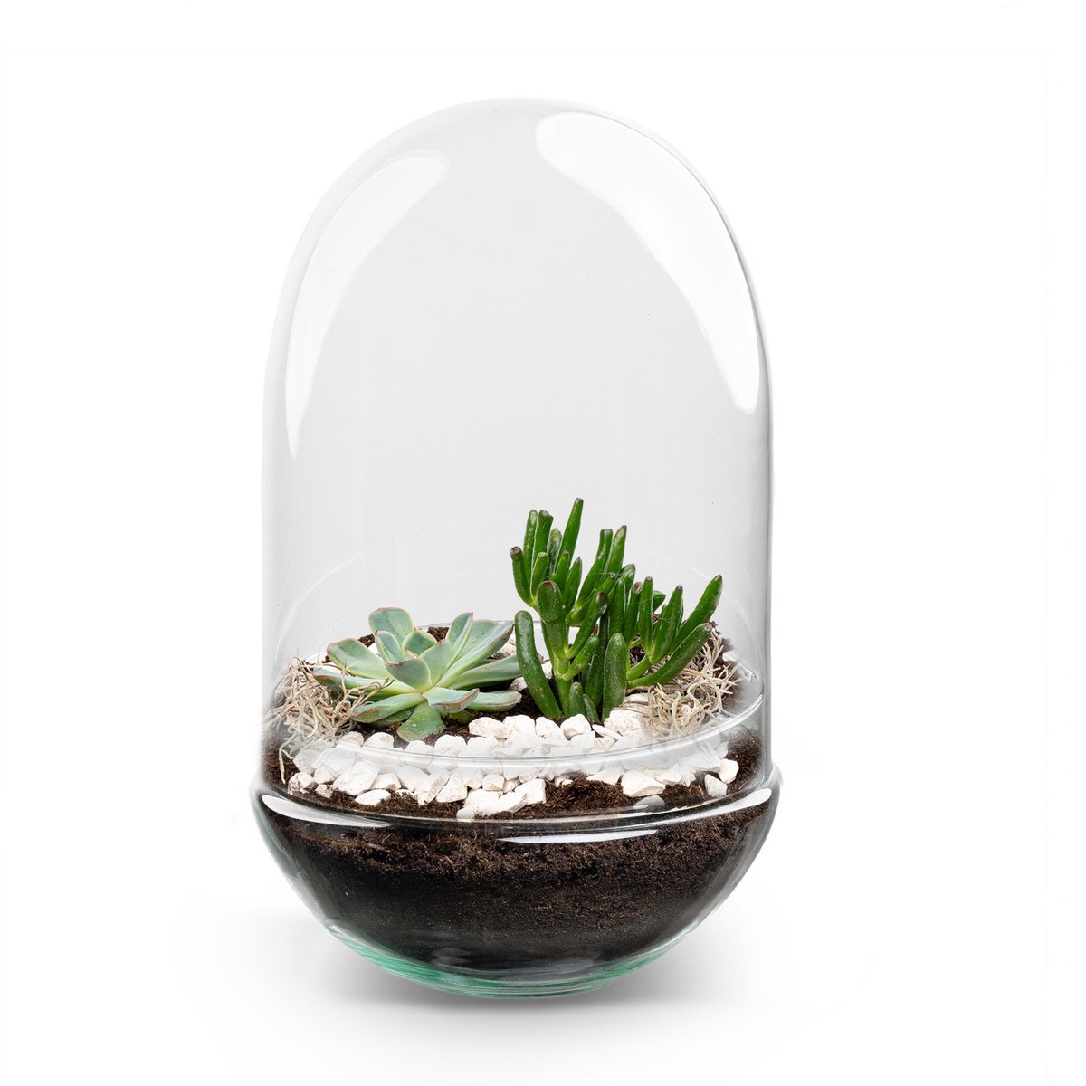 Egg XL Succulent - Open terrarium - Flessentuin DIY kit - Ø 17,5 cm ↑ 30 cm