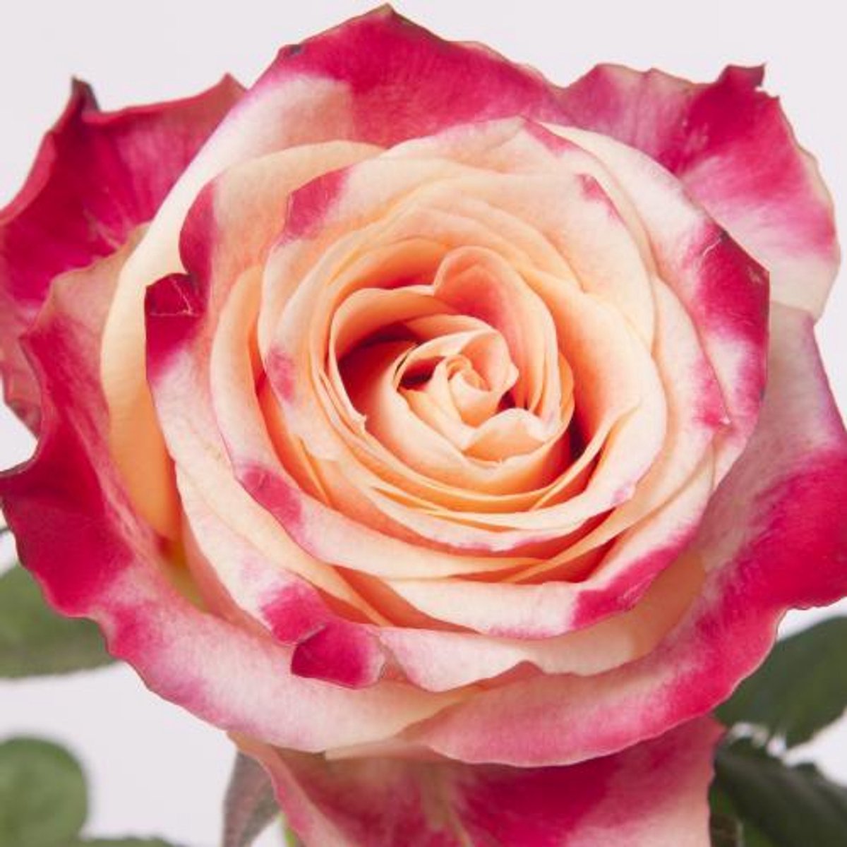 10x Rosa chapeau 60cm