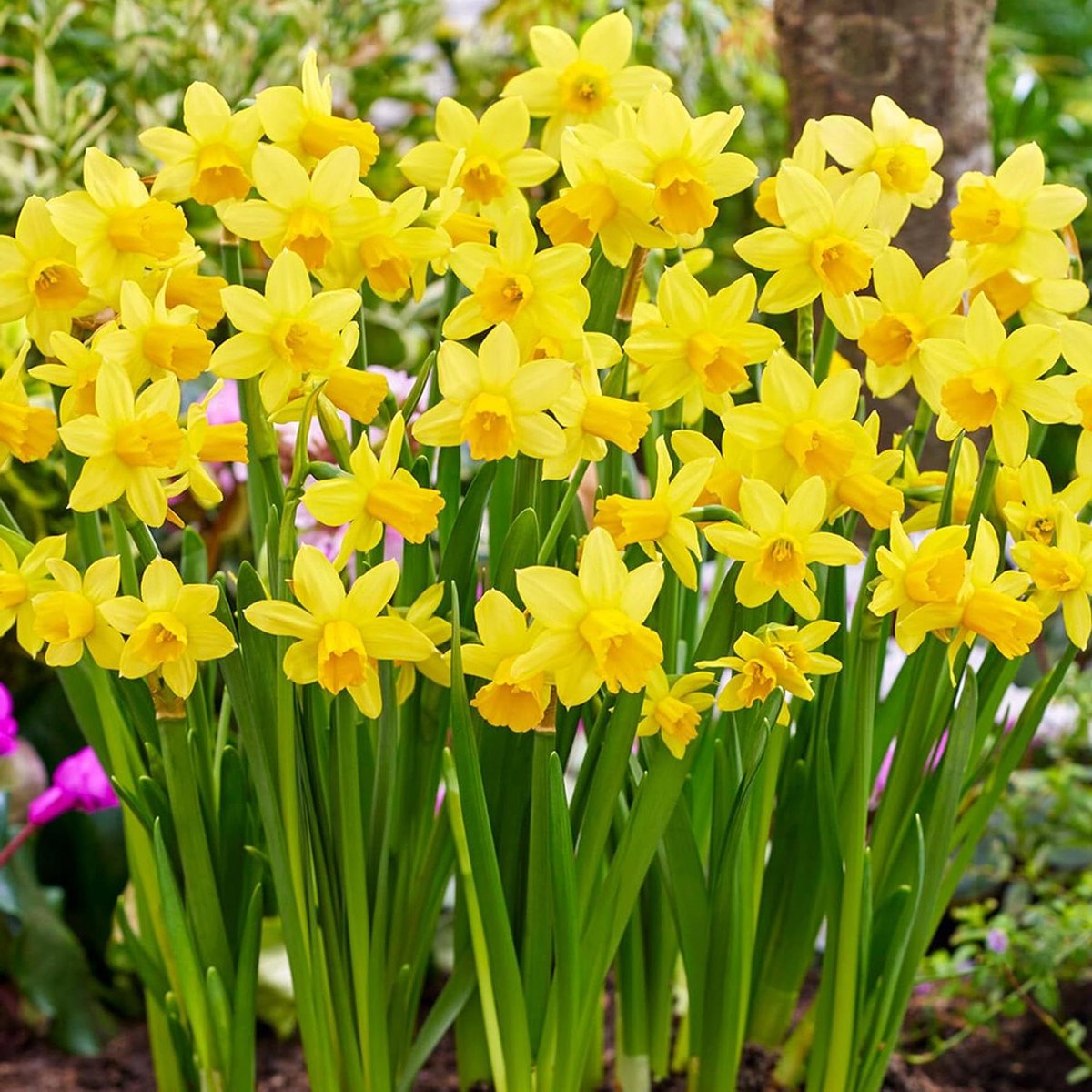 Narcissus Tete Een Tete - Dwerg Narcis - Vroege Voorjaarsbloei - Compacte Groeiwijze - 10-12 cm - Geel