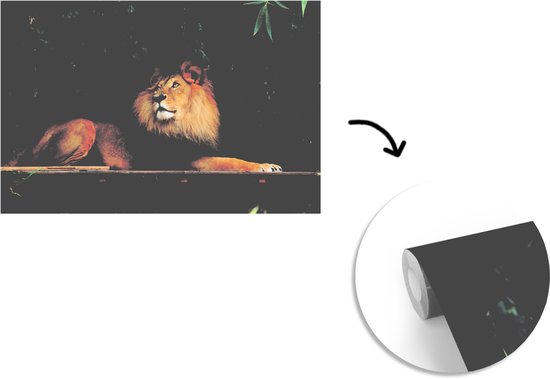 Papier Peint - Papier peint photo Lion - Forêt - Sauvage - Largeur 390 cm x Hauteur 260 cm