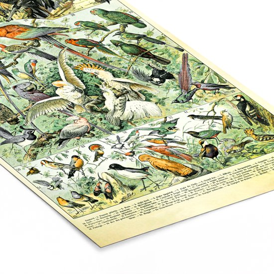 Affiche avec cadre Animaux - Vogels - Design - 40x60 cm