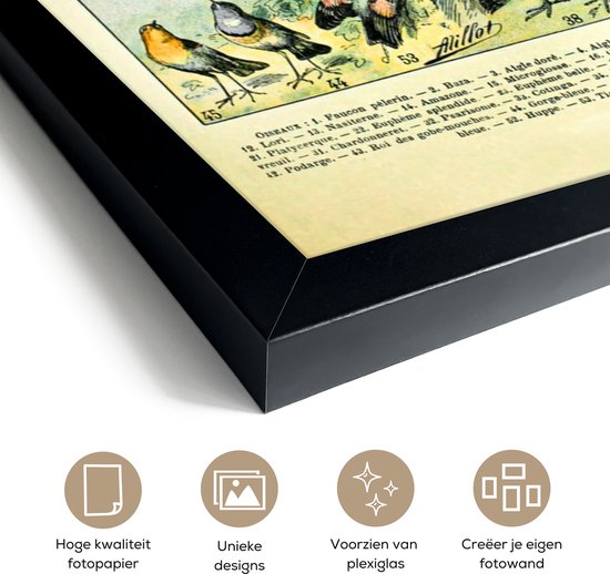 Affiche avec cadre Animaux - Vogels - Design - 40x60 cm