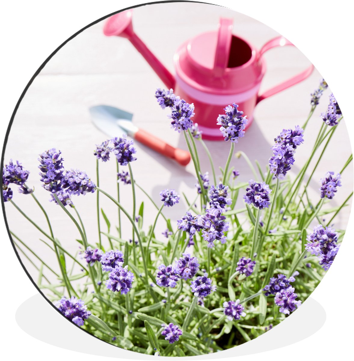 WallCircle - Wandcirkel - Muurcirkel - Gieter - Bloemen - Lavendel - Aluminium - Dibond - 
