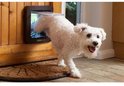 Een witte hond met krullende vacht loopt door een bruin SureFlap huisdierluik.