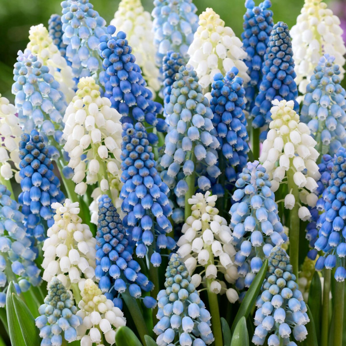Blauw druifje (Muscari) - Blauwe Druifjes Mix - (Grootverpakking) - Bijen-Vlinders - Voorjaarsbollen - (Ook)-Voor in huis - Vaste planten
