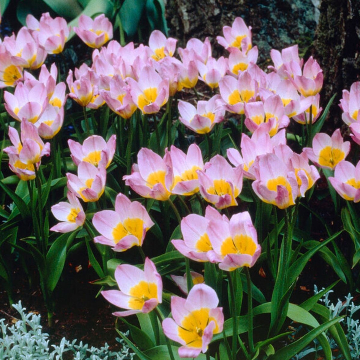 Tulpen Bakeri Lilac Wonder - Tulipa - Snijbloemen - Voorjaarsbollen - bloeit in April